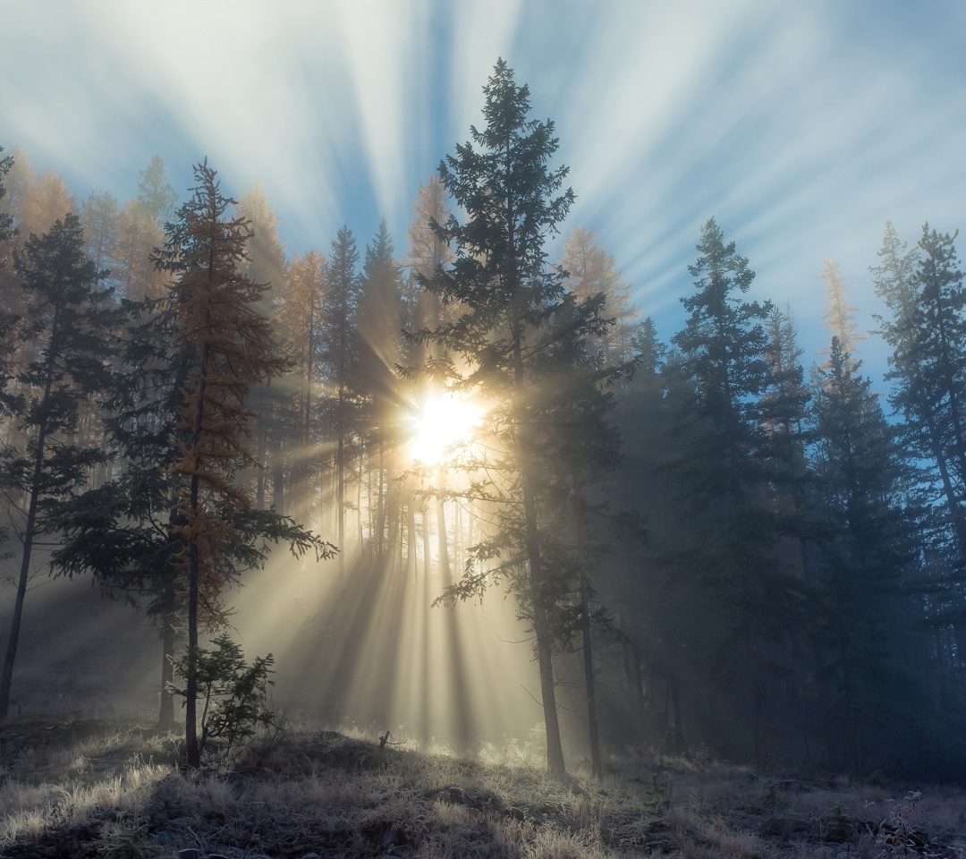 Обои Sunlights in winter forest 1080x960