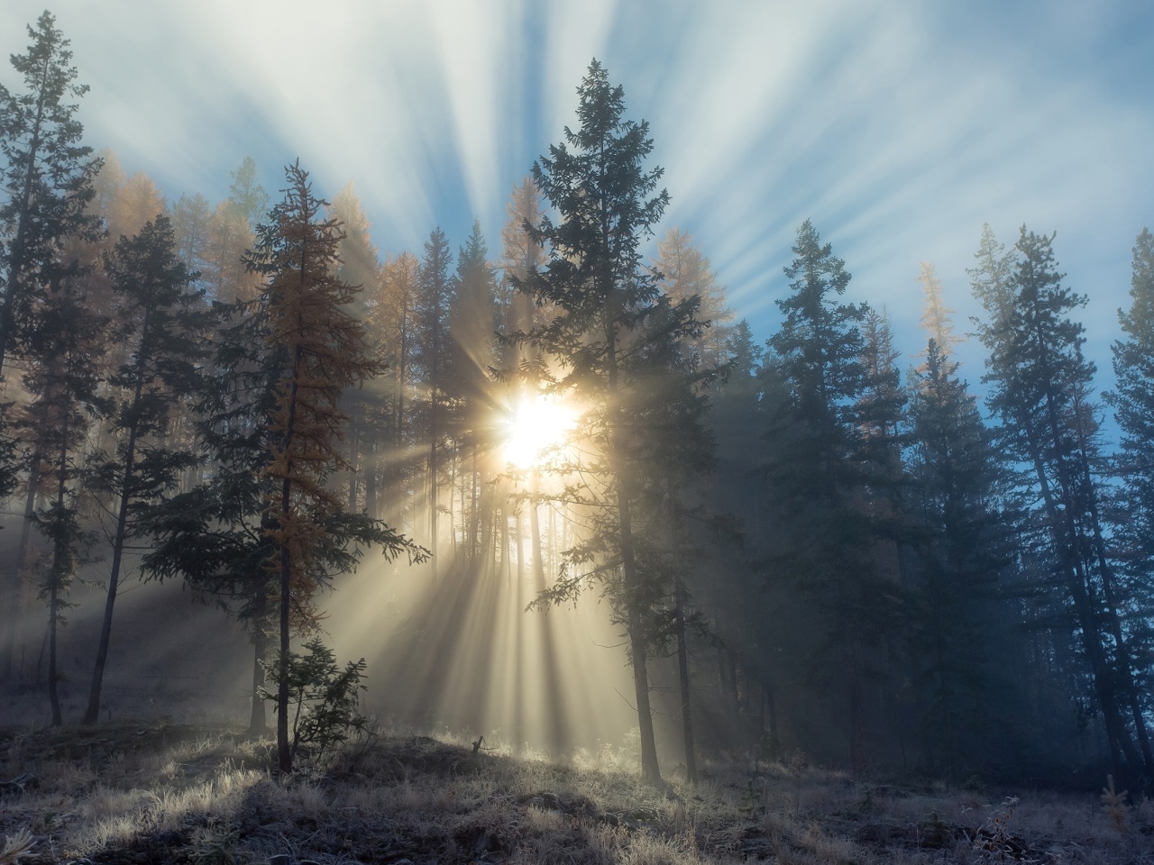 Sunlights in winter forest wallpaper 1280x960