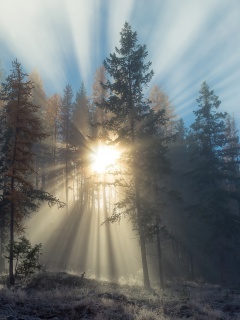 Обои Sunlights in winter forest 240x320