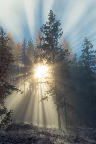 Sfondi Sunlights in winter forest 320x480