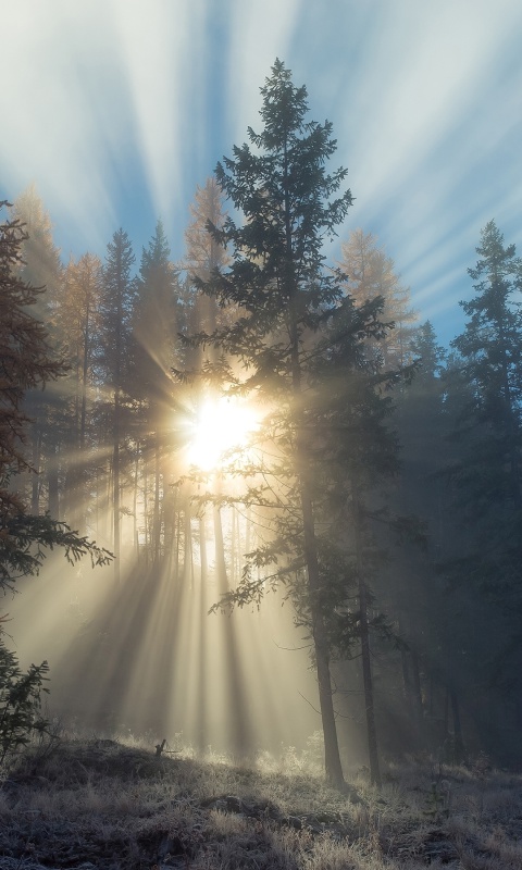 Sunlights in winter forest wallpaper 480x800