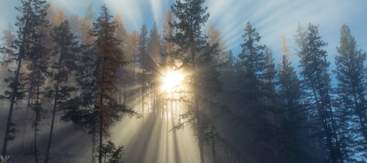 Sunlights in winter forest wallpaper 720x320
