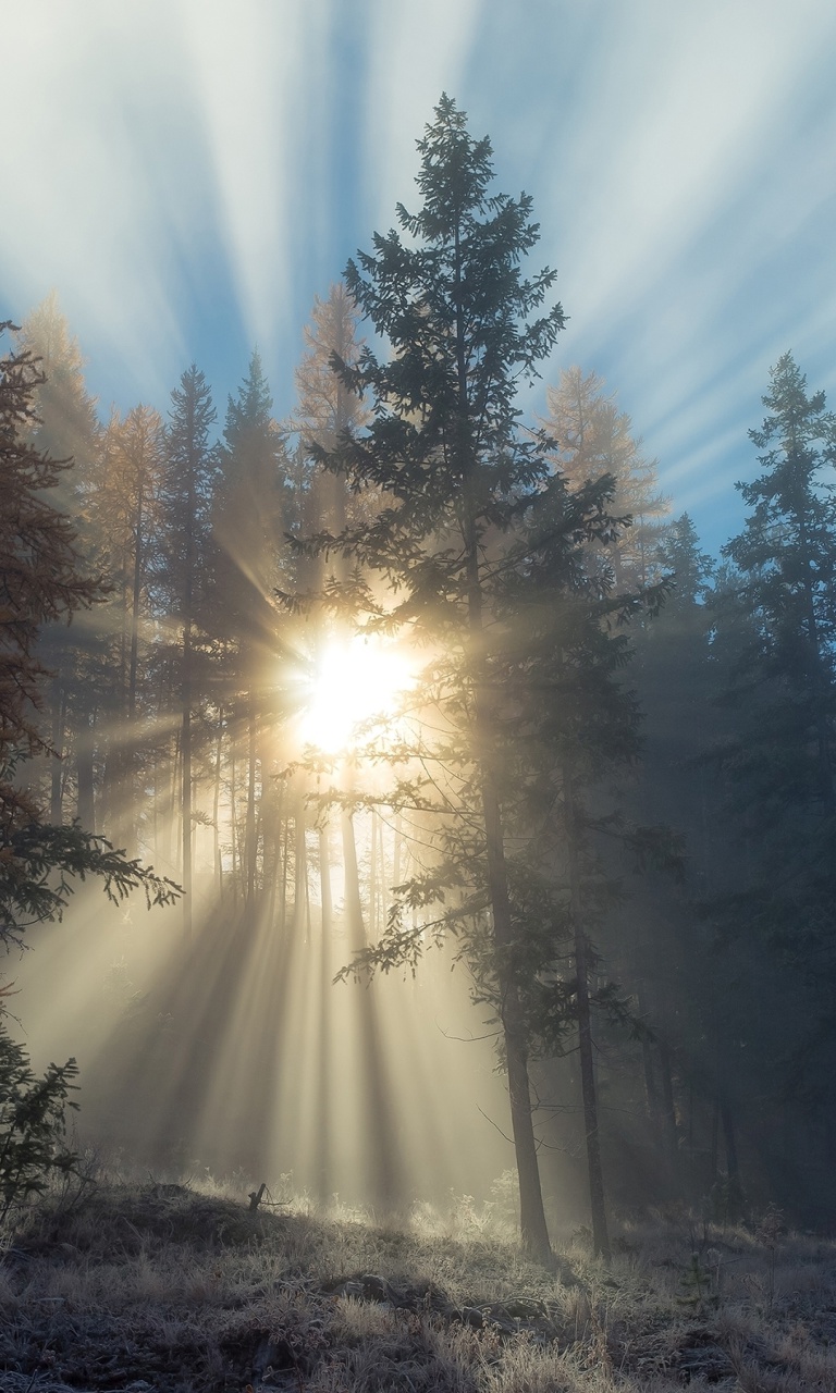 Sunlights in winter forest screenshot #1 768x1280