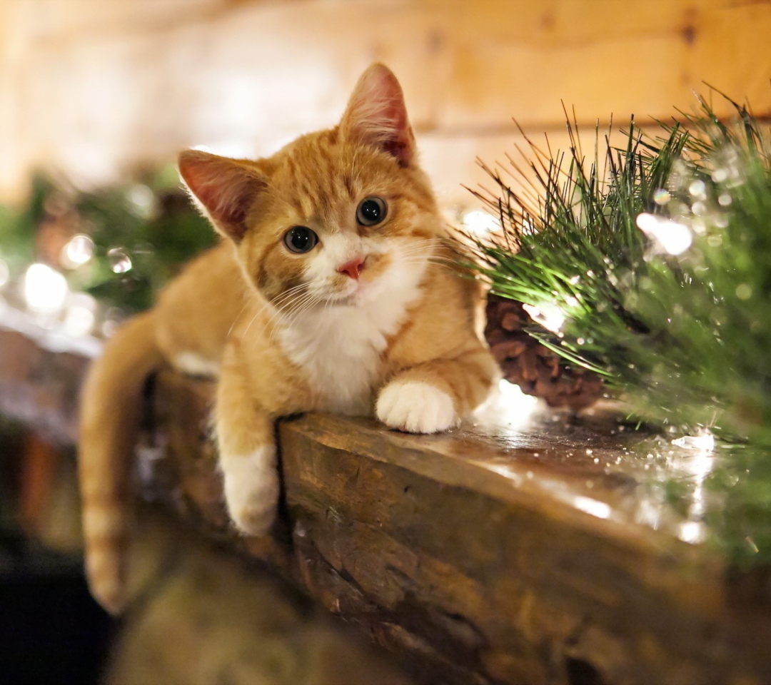 Sfondi Christmas Kitten 1080x960
