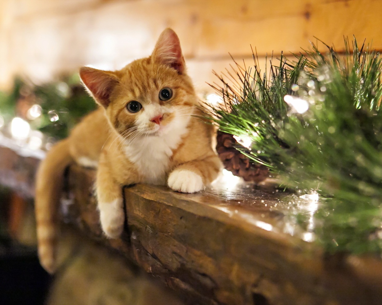 Christmas Kitten wallpaper 1280x1024