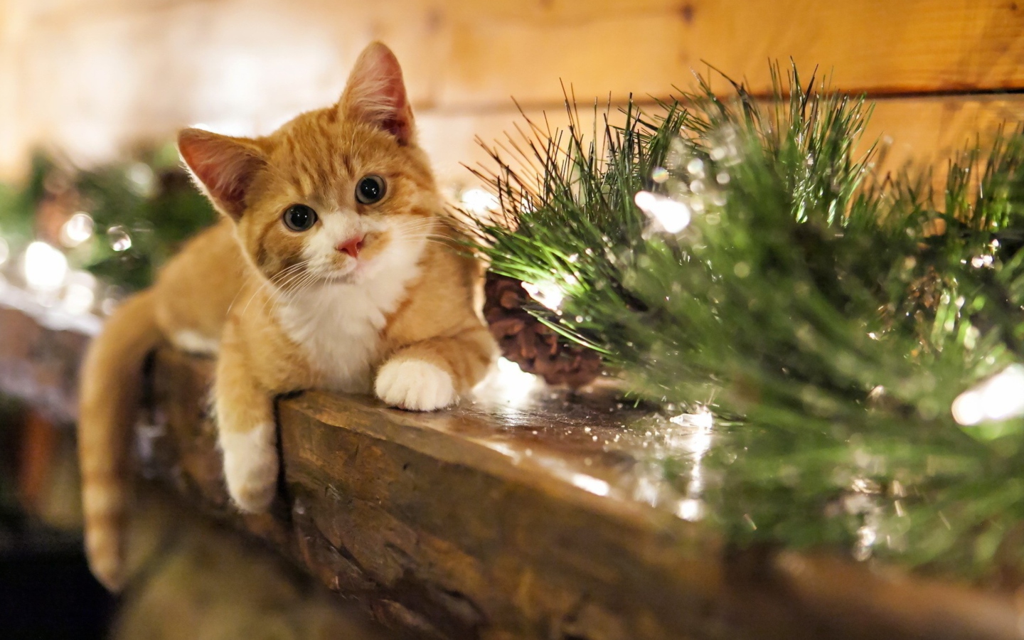 Fondo de pantalla Christmas Kitten 1440x900