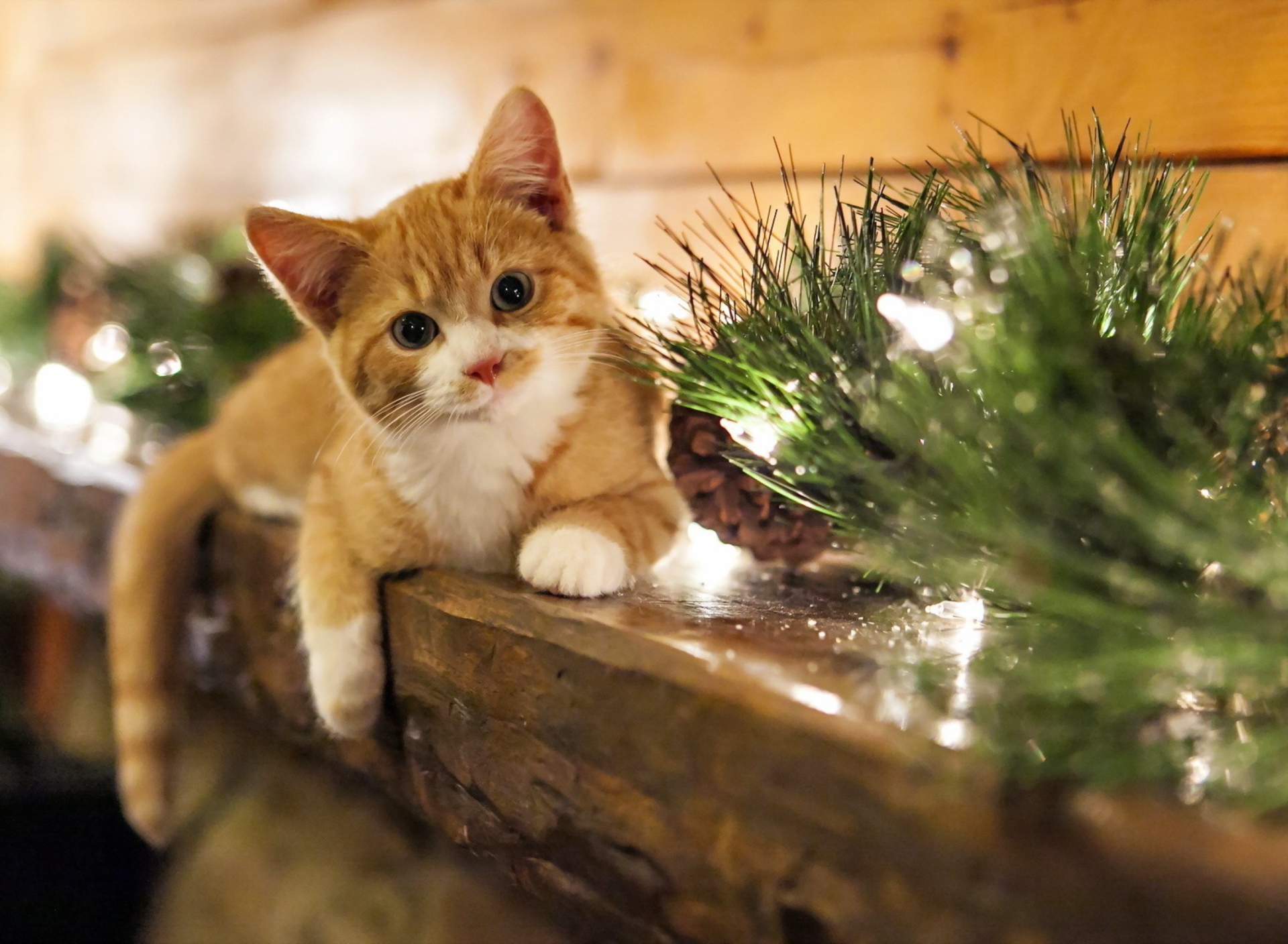 Sfondi Christmas Kitten 1920x1408