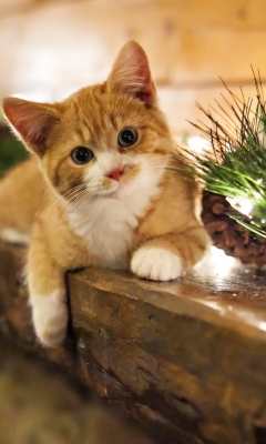 Christmas Kitten wallpaper 240x400