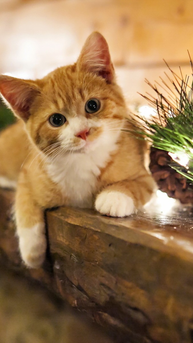 Christmas Kitten wallpaper 640x1136