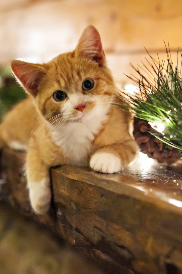 Обои Christmas Kitten 640x960