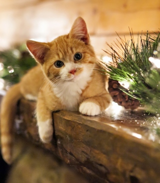 Christmas Kitten Wallpaper for Nokia C1-01