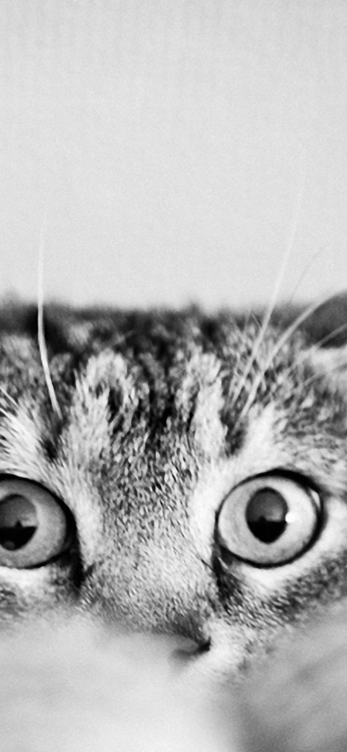 Cat Eyes wallpaper 1170x2532