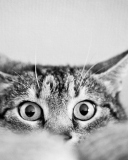 Das Cat Eyes Wallpaper 128x160