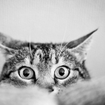 Cat Eyes wallpaper 208x208