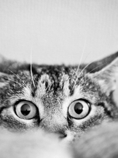 Das Cat Eyes Wallpaper 240x320