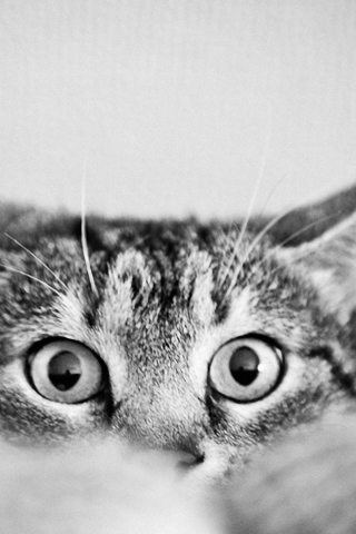 Das Cat Eyes Wallpaper 320x480