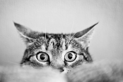 Das Cat Eyes Wallpaper 480x320