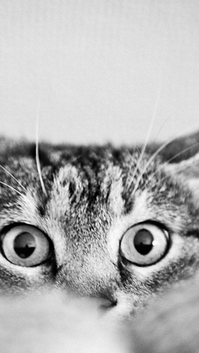 Fondo de pantalla Cat Eyes 640x1136