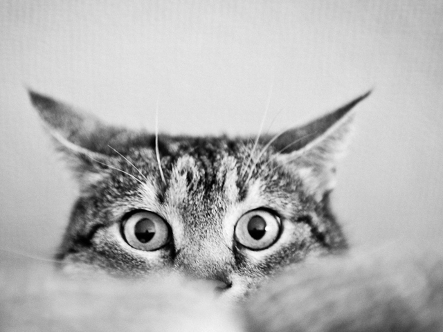 Das Cat Eyes Wallpaper 640x480