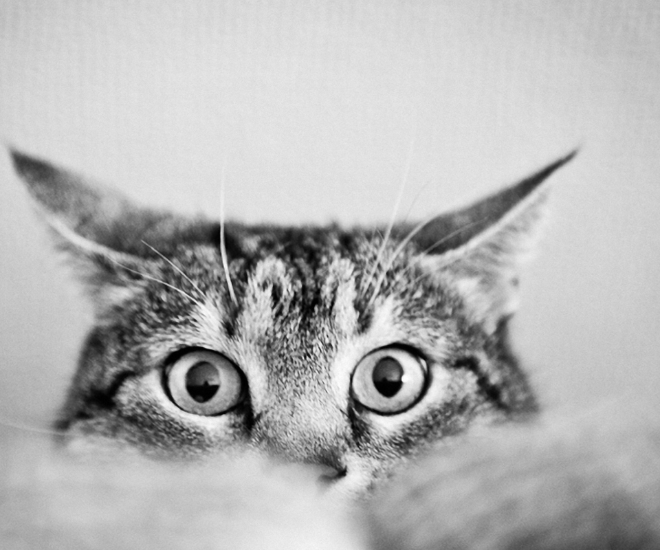 Das Cat Eyes Wallpaper 960x800