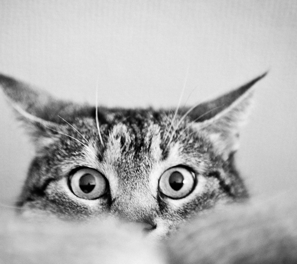 Cat Eyes wallpaper 960x854