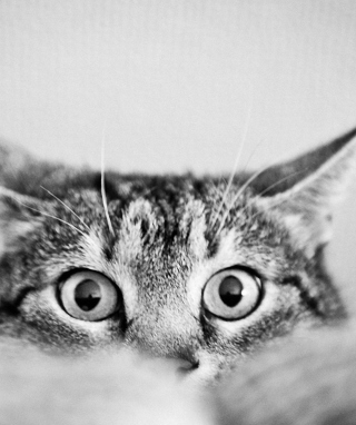 Cat Eyes - Obrázkek zdarma pro Nokia Asha 305