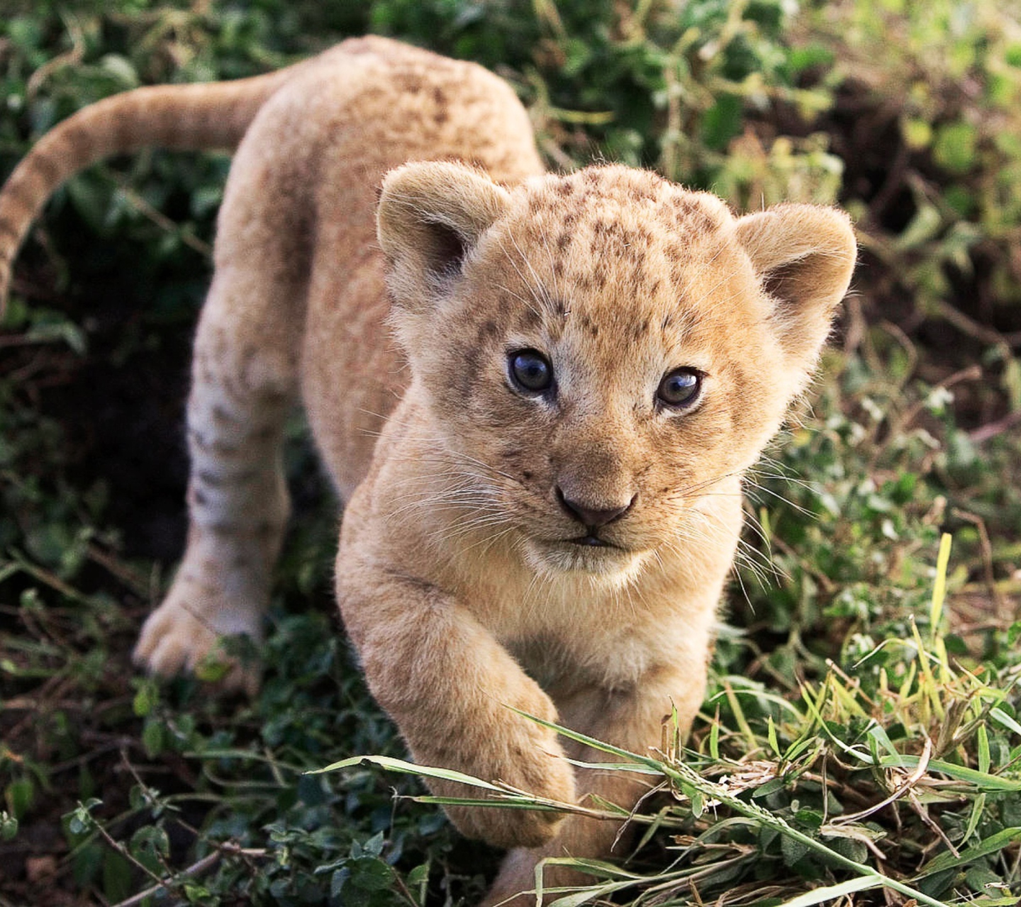 Sfondi Baby Lion 1440x1280