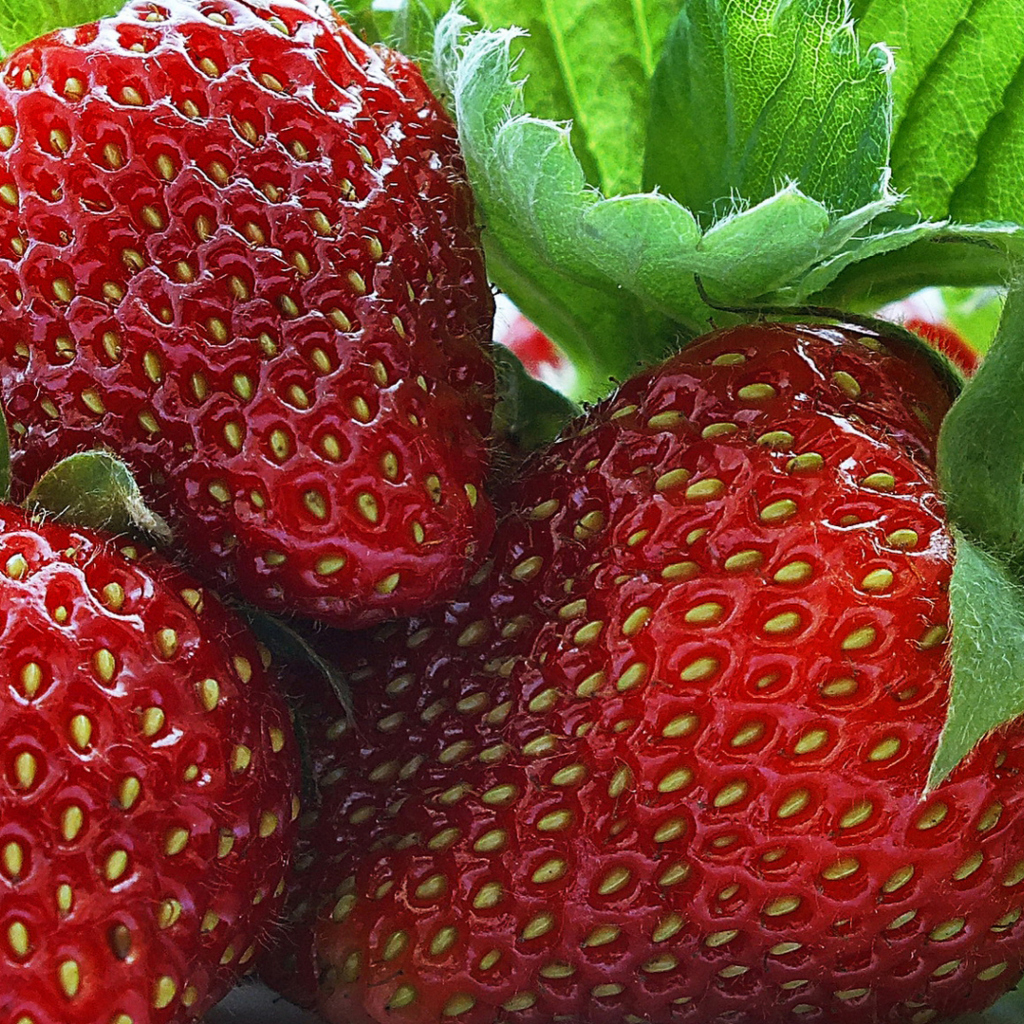 Macro Strawberries wallpaper 1024x1024