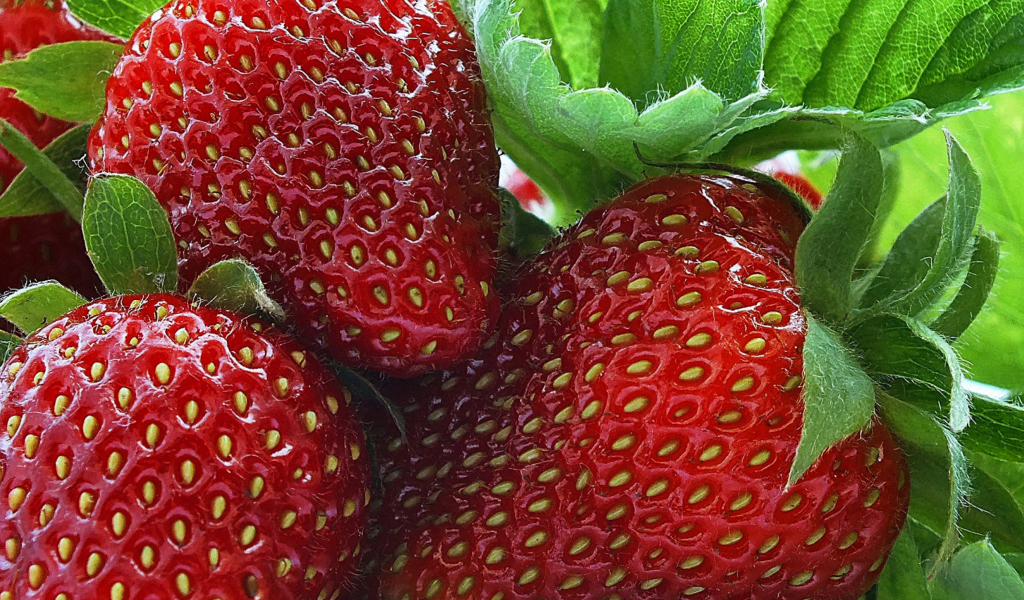 Macro Strawberries wallpaper 1024x600