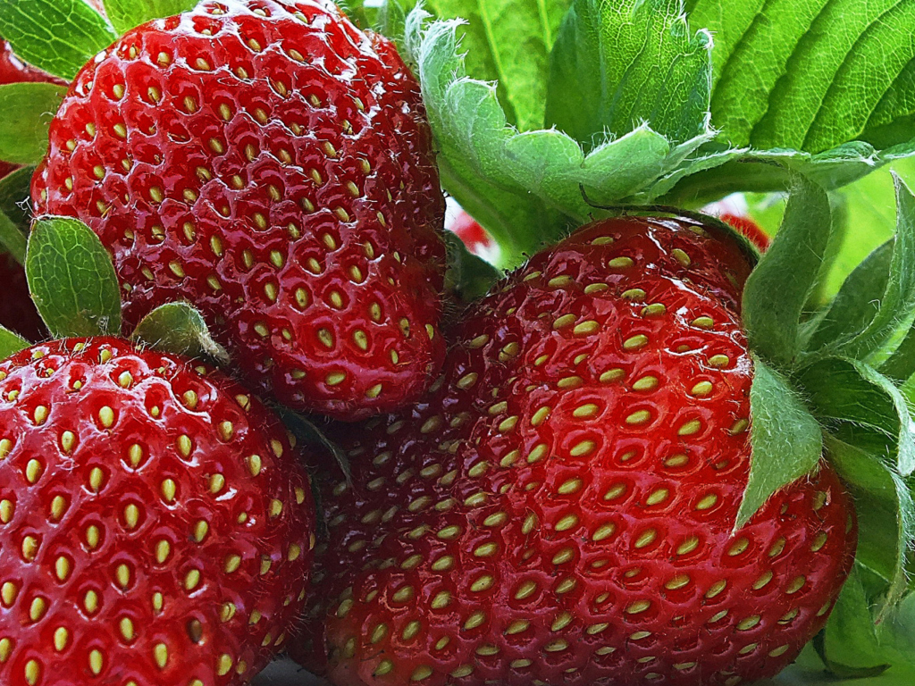 Das Macro Strawberries Wallpaper 1024x768