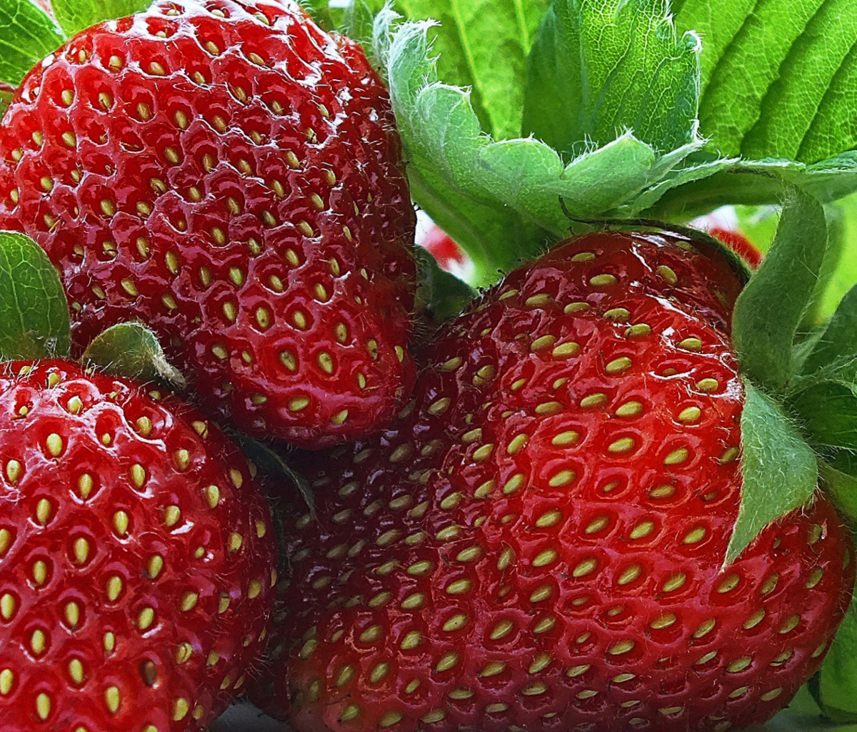 Macro Strawberries wallpaper 1200x1024