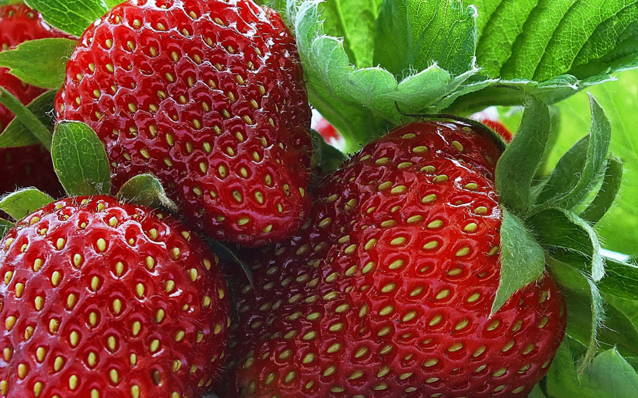 Macro Strawberries wallpaper 1280x800