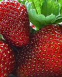 Screenshot №1 pro téma Macro Strawberries 128x160