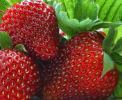 Обои Macro Strawberries 176x144