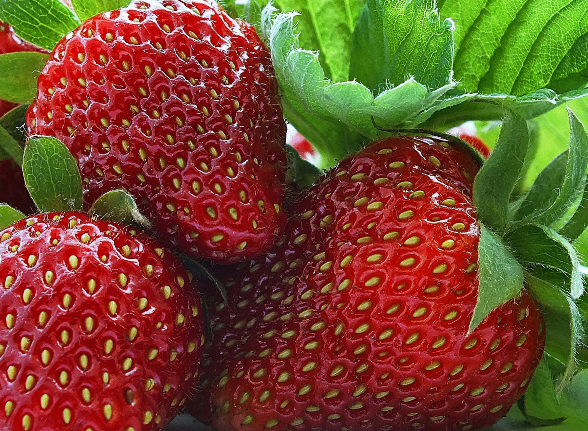 Macro Strawberries wallpaper 1920x1408