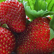 Sfondi Macro Strawberries 208x208