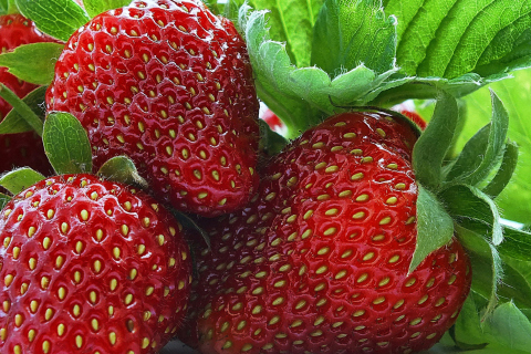 Das Macro Strawberries Wallpaper 480x320