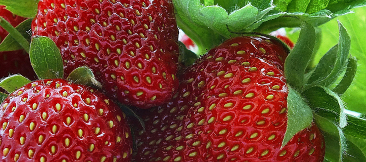 Macro Strawberries wallpaper 720x320