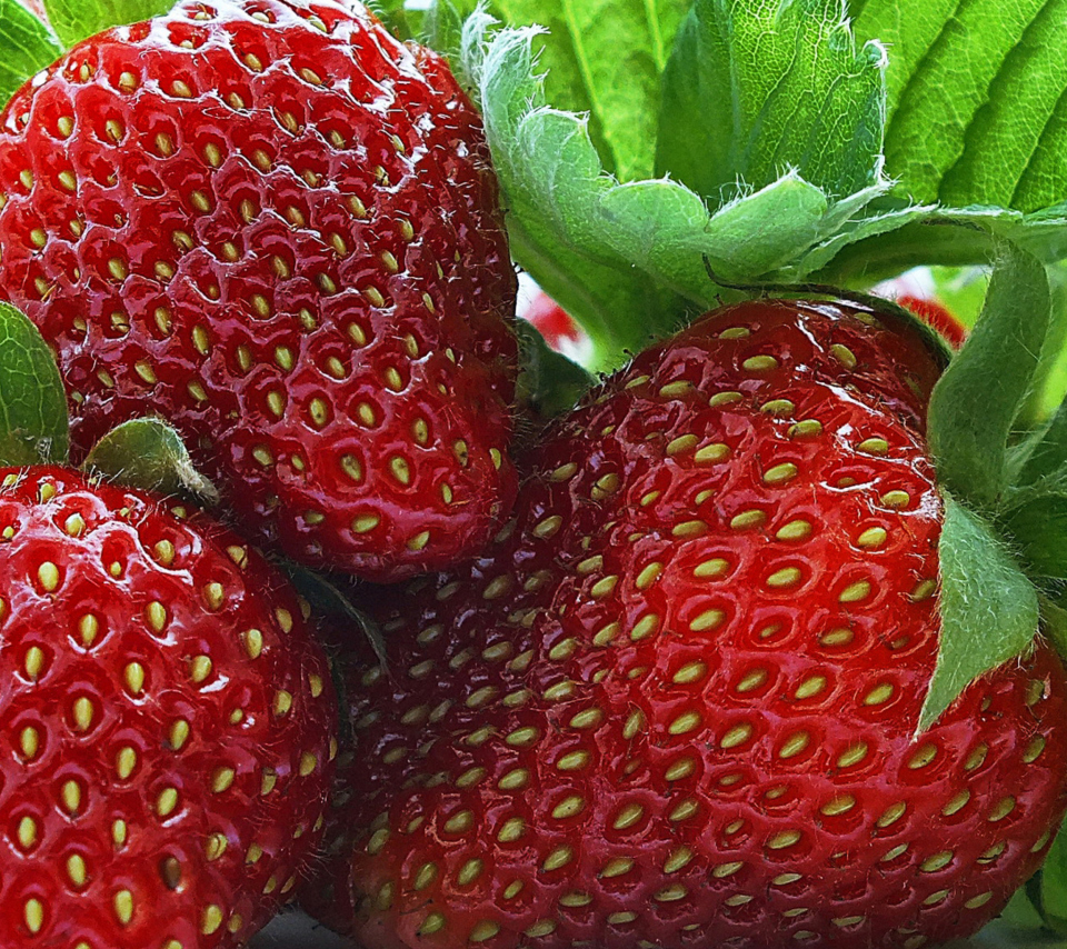 Macro Strawberries wallpaper 960x854