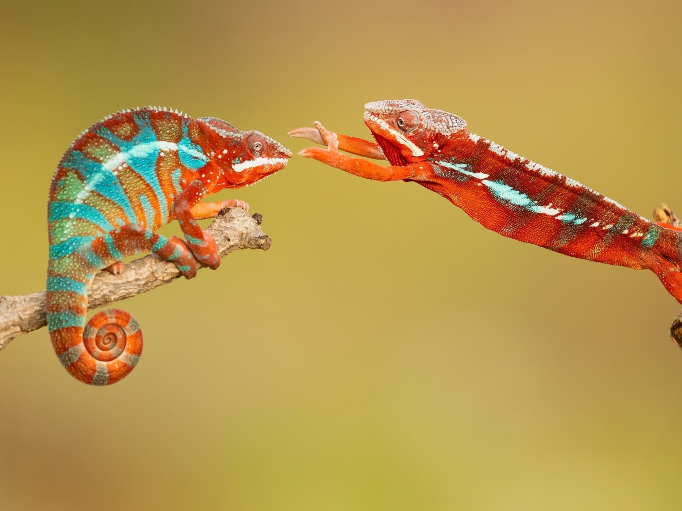 Panther chameleon wallpaper 1400x1050