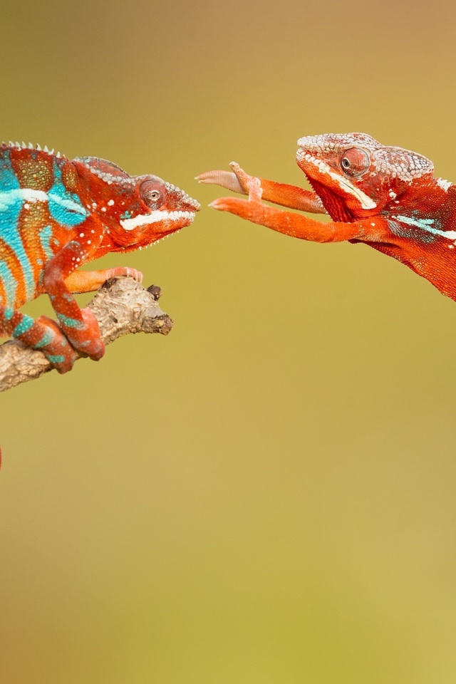 Panther chameleon wallpaper 640x960