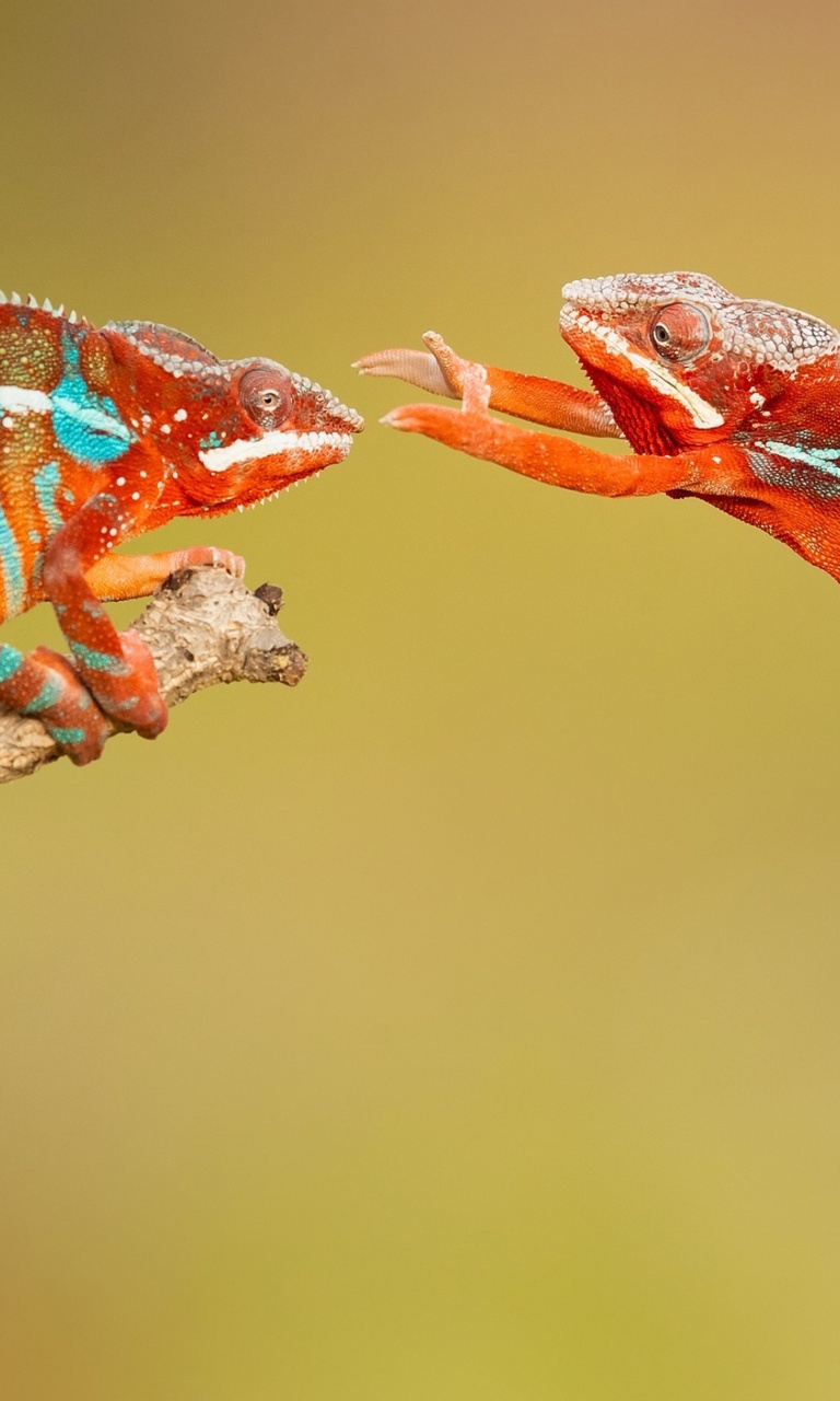 Das Panther chameleon Wallpaper 768x1280