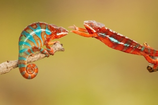 Panther chameleon Wallpaper for Android, iPhone and iPad