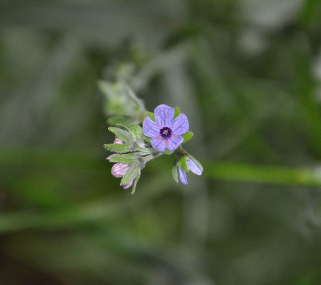 Sfondi Little Blue Flower 1080x960