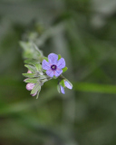 Fondo de pantalla Little Blue Flower 128x160
