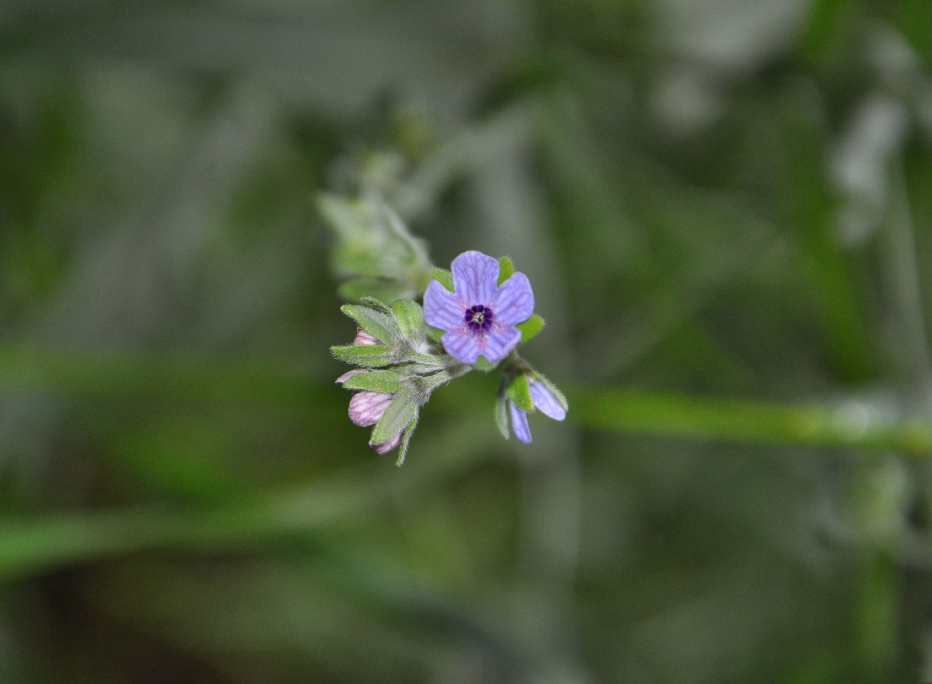 Обои Little Blue Flower 1920x1408