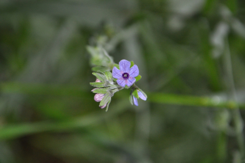 Sfondi Little Blue Flower 480x320