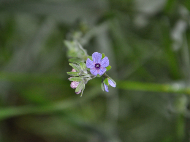Sfondi Little Blue Flower 640x480