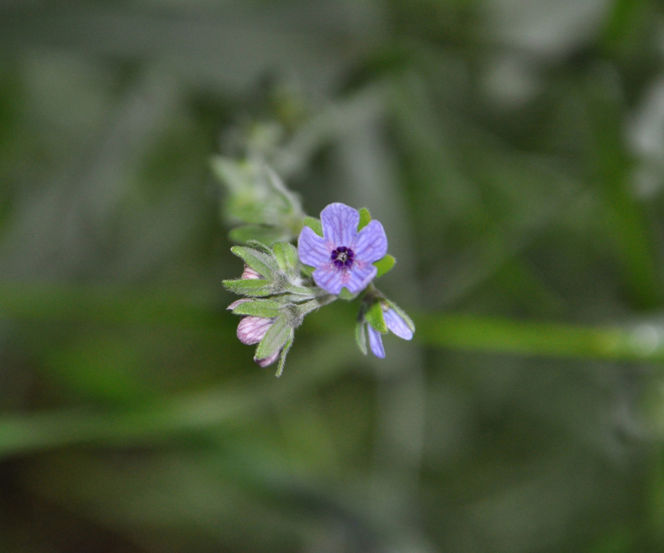 Sfondi Little Blue Flower 960x800