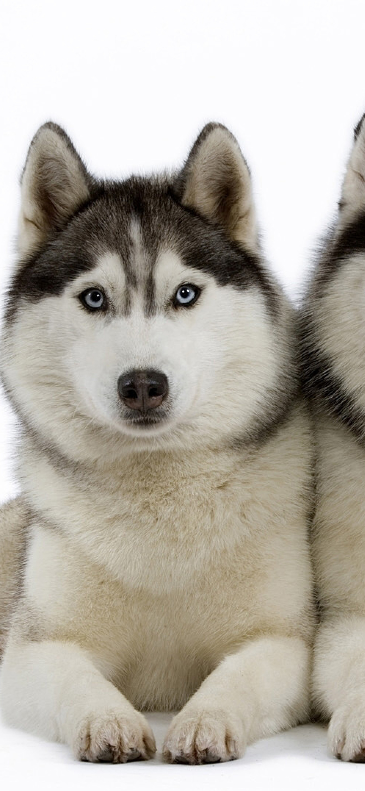Fondo de pantalla Siberian Huskies 1170x2532